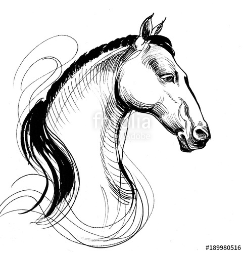 483x500 White Horse. Ink Black White Line Drawing Stock Photo