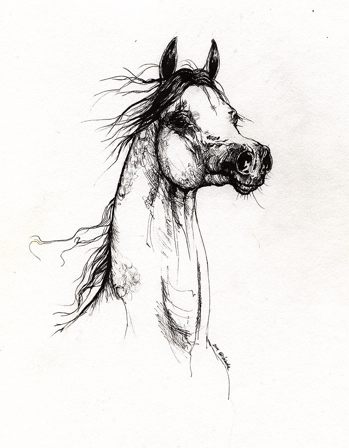 700x897 Arabian Horse Original Pen Drawing