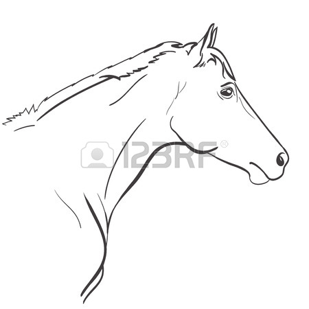 450x450 Horse Head Line Art Hand Drawn Illustration. Vector Royalty Free