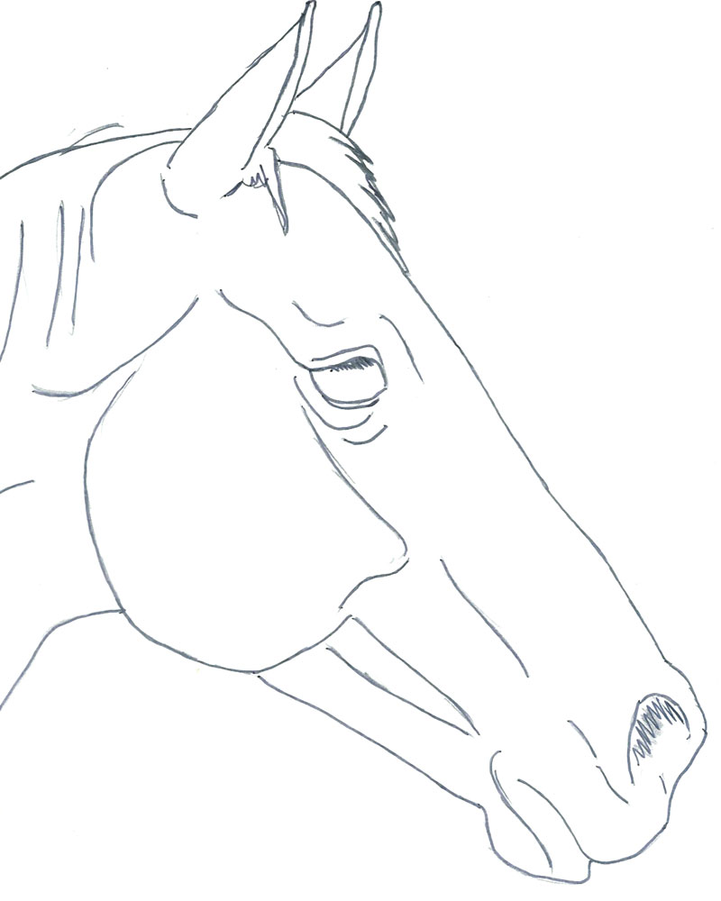 800x1000 Horse Head Pt 1