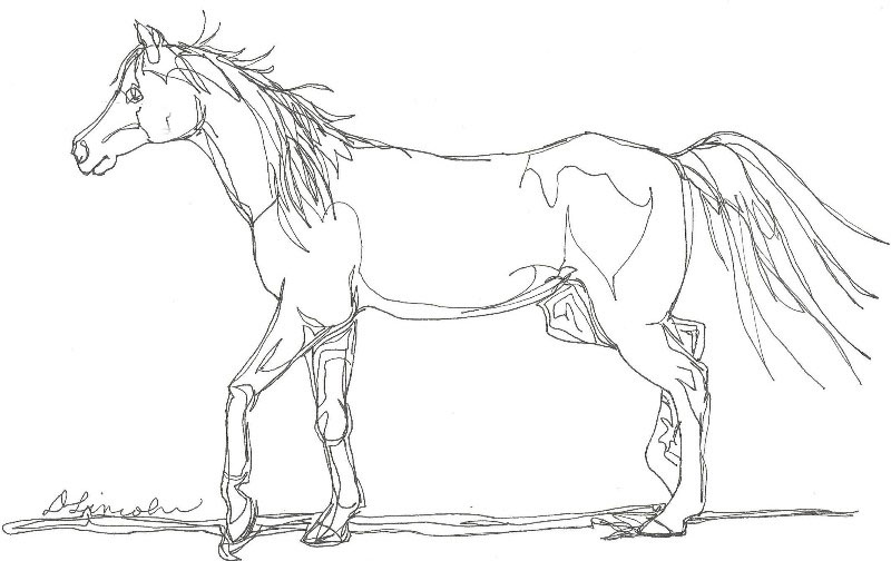 Horse Line Drawing at GetDrawings | Free download