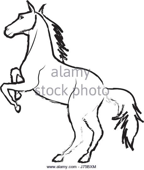 458x540 Legs Of Horse Stock Photos Amp Legs Of Horse Stock Images