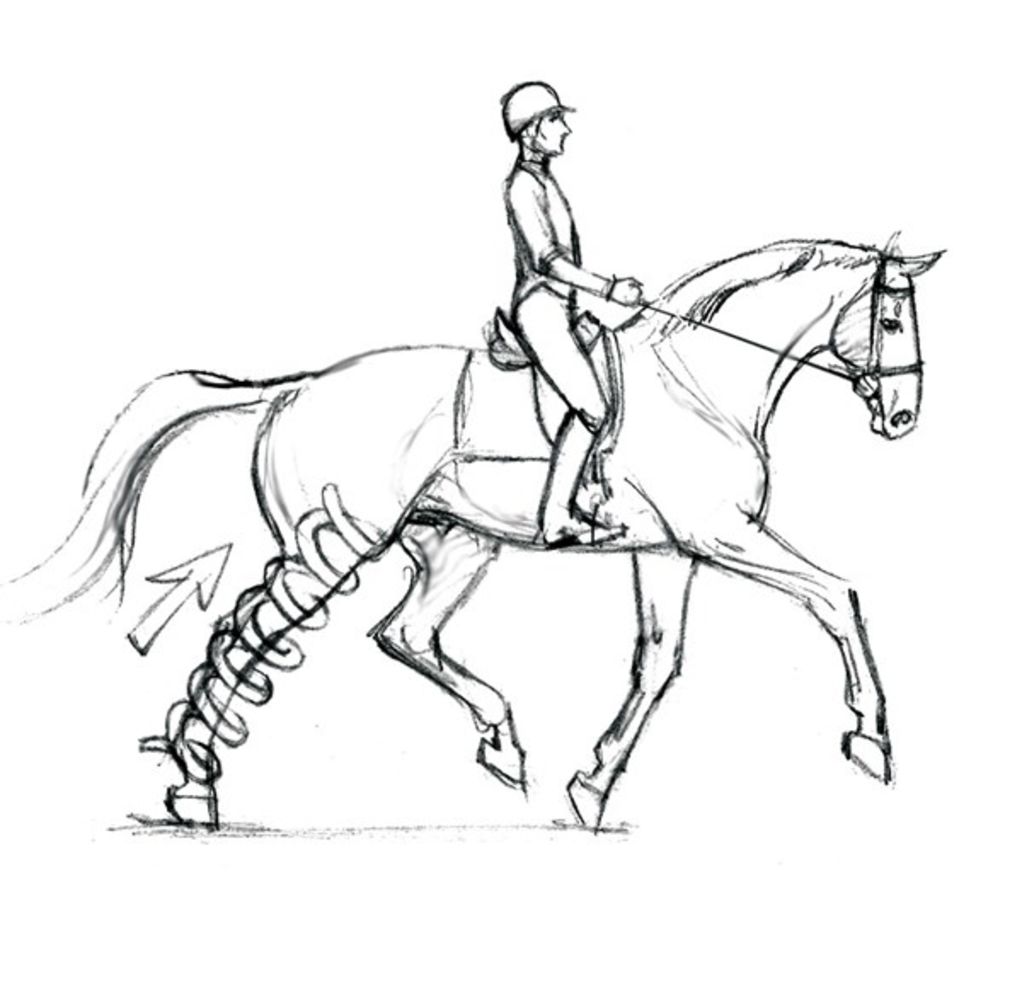 1022x1008 Optimizing Your Dressage Horse's Soundness From The Saddle
