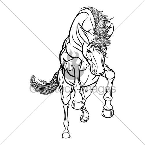 500x500 Rearing Horse Gl Stock Images