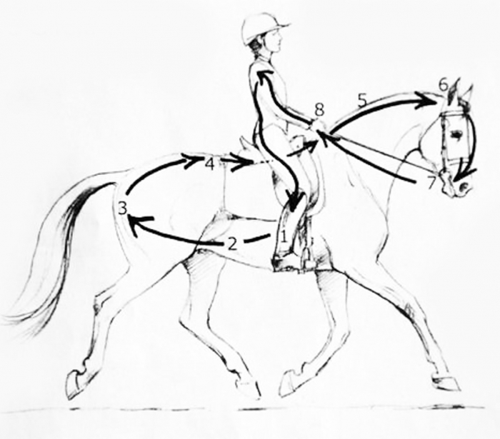 700x615 Dressage Training