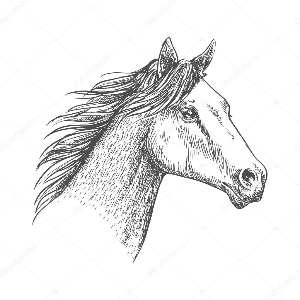 1024x1024 Horse Head Pencil Sketch Strokes Portrait Stock Vector