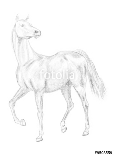 367x500 Walking Horse Pencil Drawing, Hand Drawn. Stock Photo And Royalty