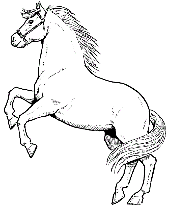 Horse Picture Drawing