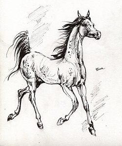 250x300 Horse Portrait Drawings