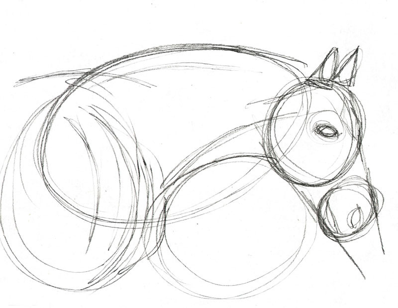 800x619 How Do You Draw A Stunning Horse Portrait Kawaii Things, Online