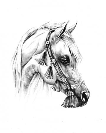 359x450 Unicorn Horse Sketch With Horn Stock Vector Seamartini