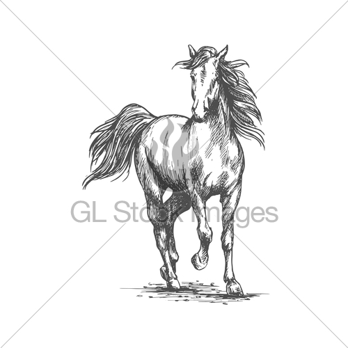 500x500 White Horse Freely Running Portrait Gl Stock Images