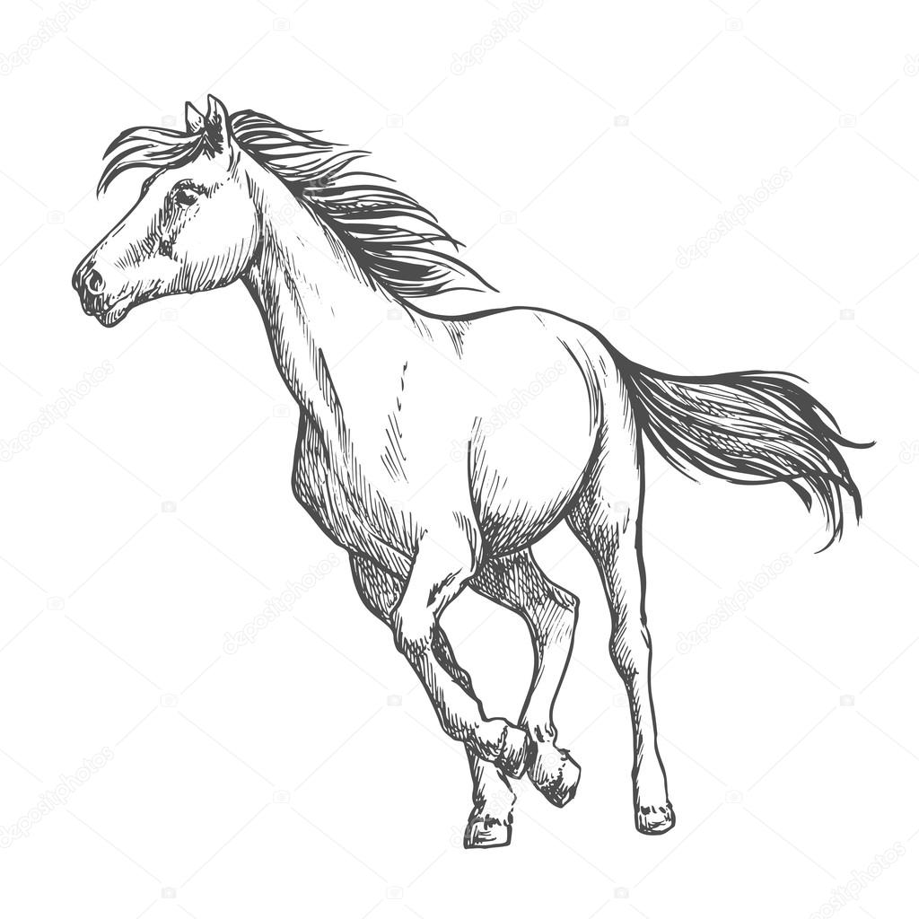 1024x1024 White Horse Freely Running Sketch Portrait Stock Vector