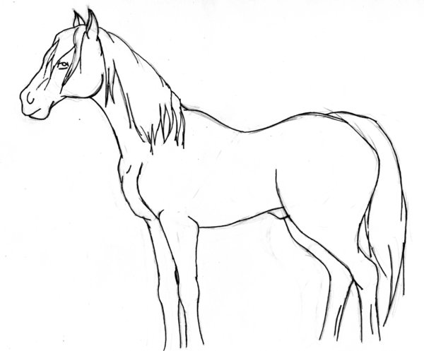 600x497 Horse Profile By Fovena