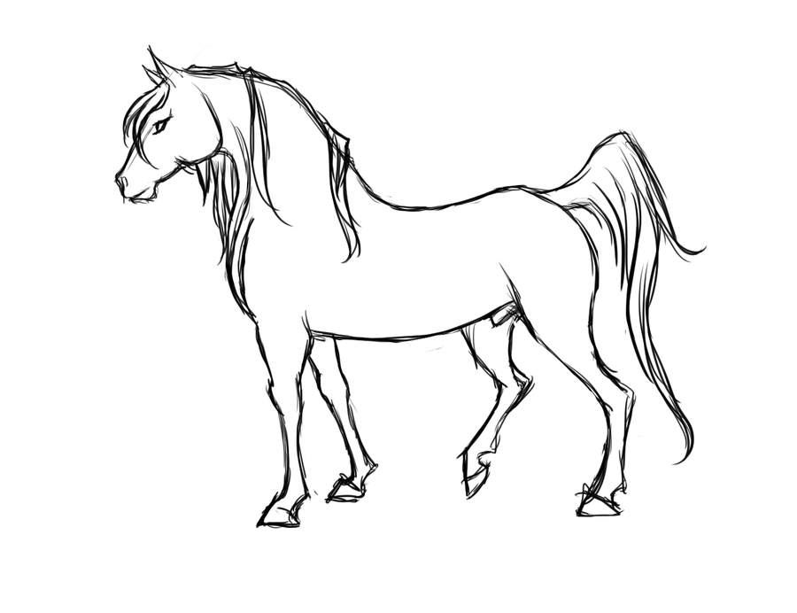 900x692 Horse Profile By Kieraghearts