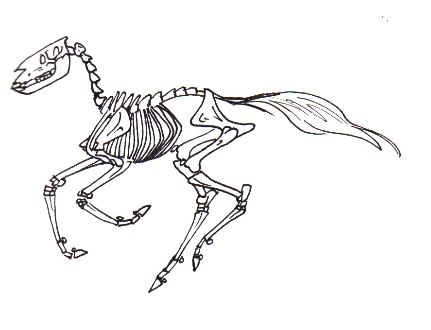 887x679 Running Horse Skeleton By Sparklersoasis