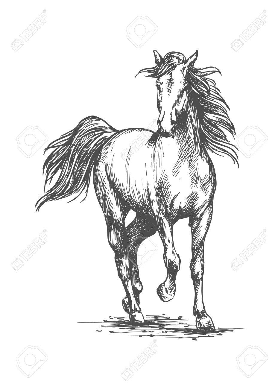919x1300 White Horse Running Free Gait. Royalty Free Cliparts, Vectors,