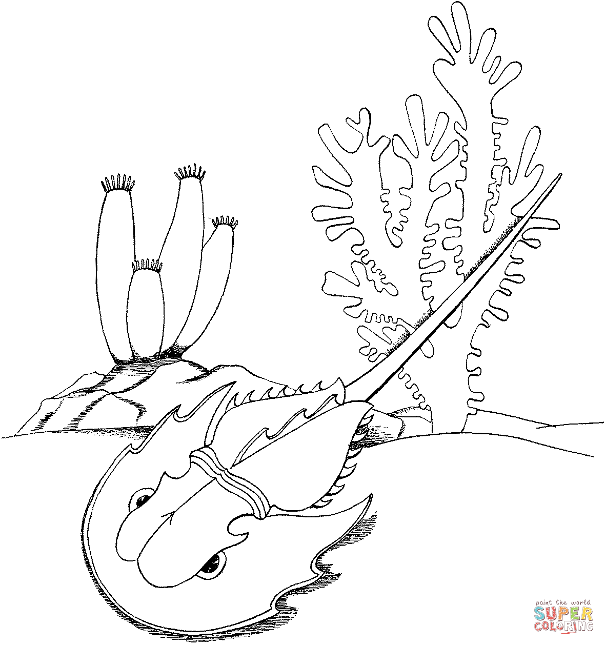 1180x1258 Horseshoe Crab Coloring Page Free Printable Coloring Pages