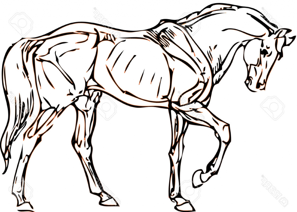 1024x730 Simple Drawing Of Horse Simple Drawing Of A Horse With Vector