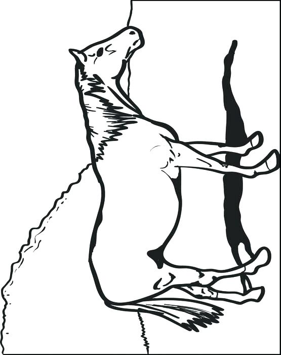 555x700 Horse Head Coloring 1table.co