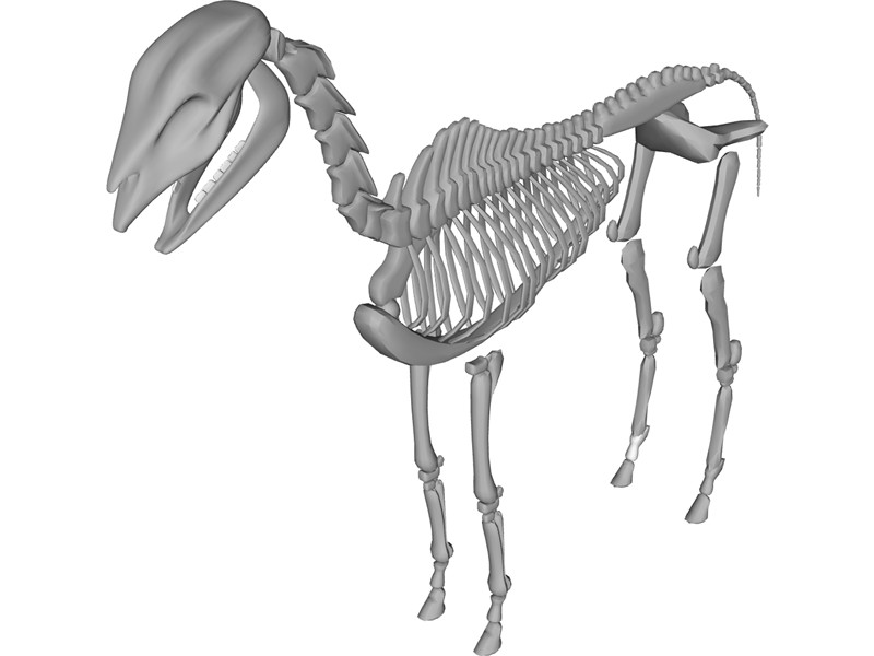 800x600 Horse Skeleton 3d Model