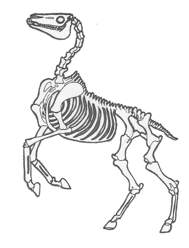 736x968 35 Best Horse Skeleton Images On Horses, Horse