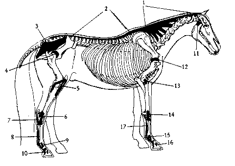 480x340 Oricom Technologies Animal Anatomy