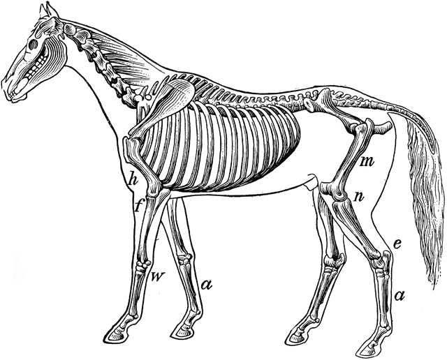 640x516 Skeleton Of A Horse Clipart Etc