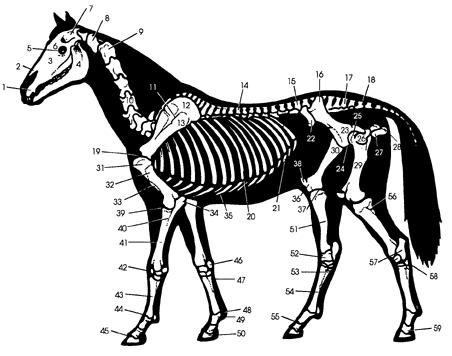 452x356 The Skeletal System