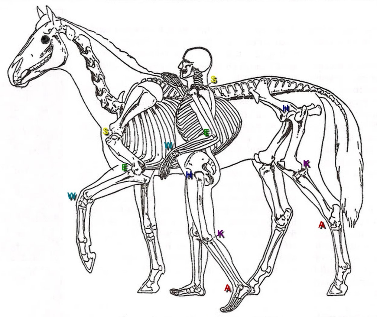 1247x1049 Filecomparative View Of Skeletons Of Man And Horse C.jpg