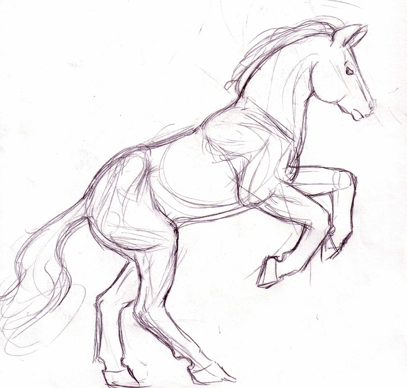 823x785 Horse Sketch By Andalasur