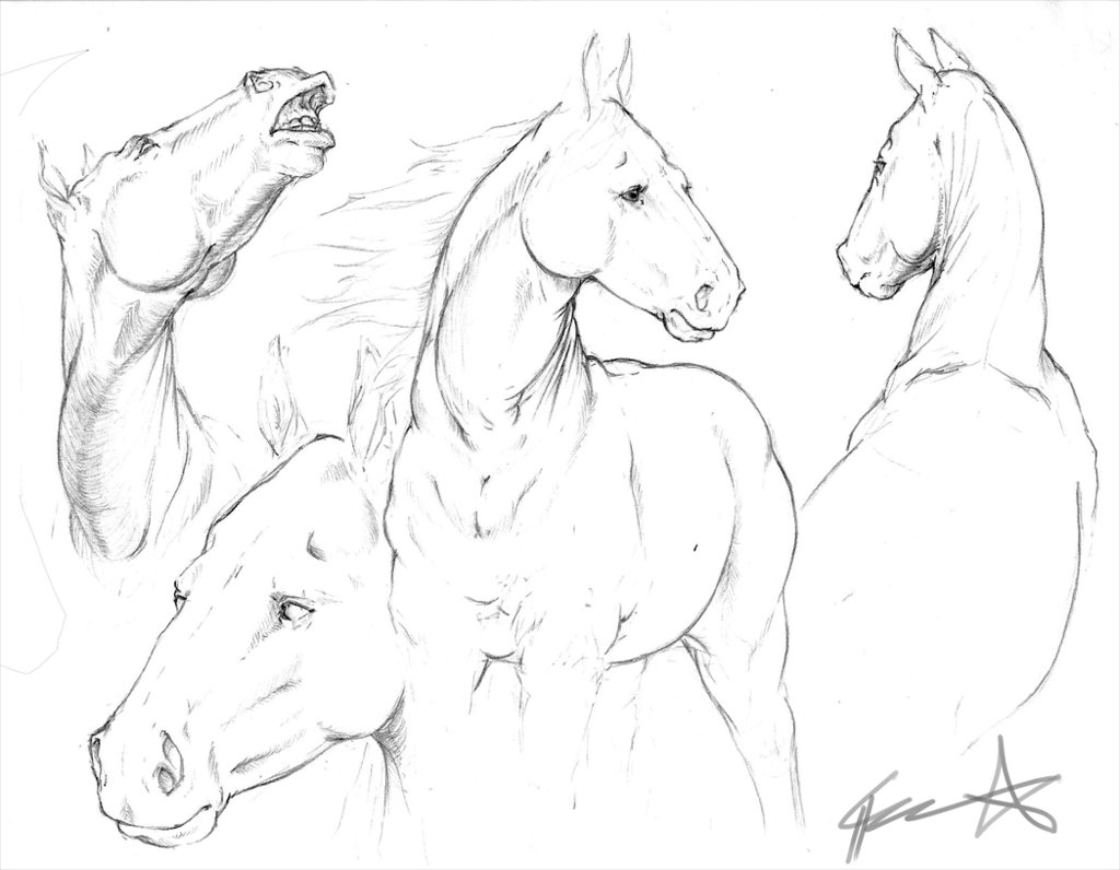 1024x796 Horse Sketches By Chuustar