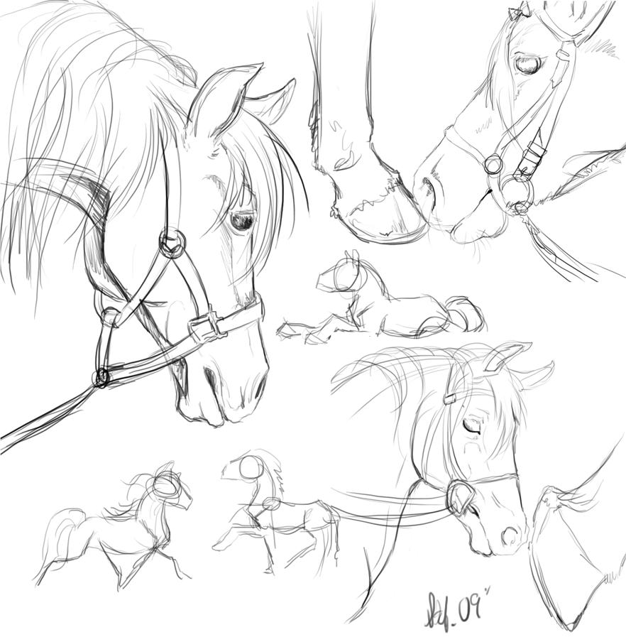 882x897 Horse Sketches By Nightspiritwing