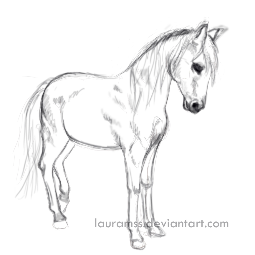 866x866 Standing Horse Sketch By Lauramss