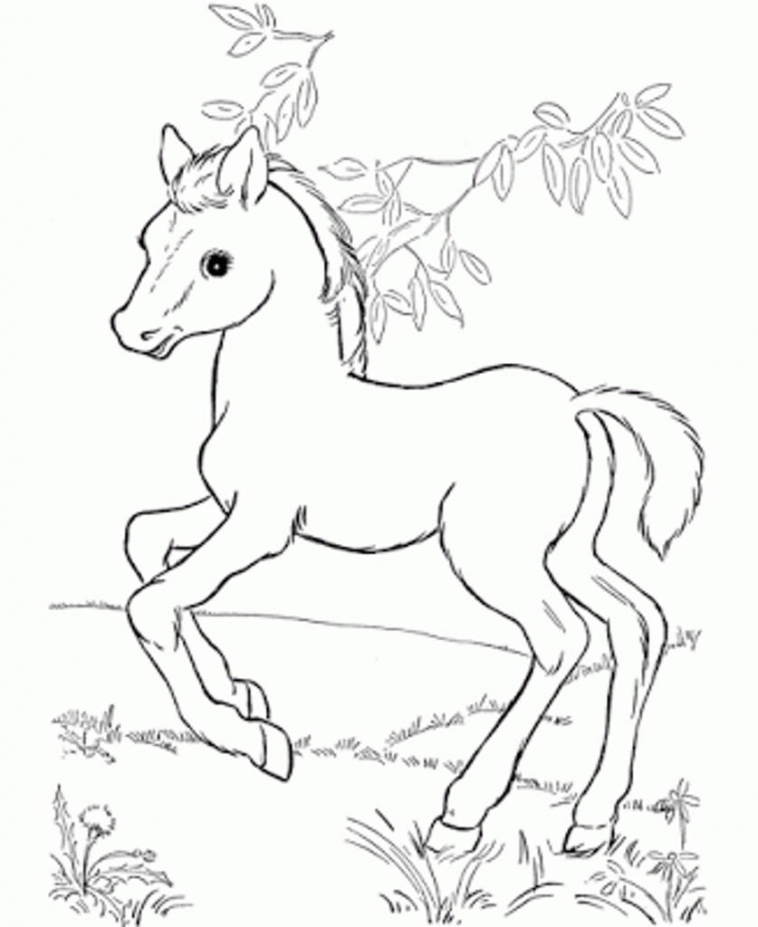 837x1024 Drawn Baby Horse