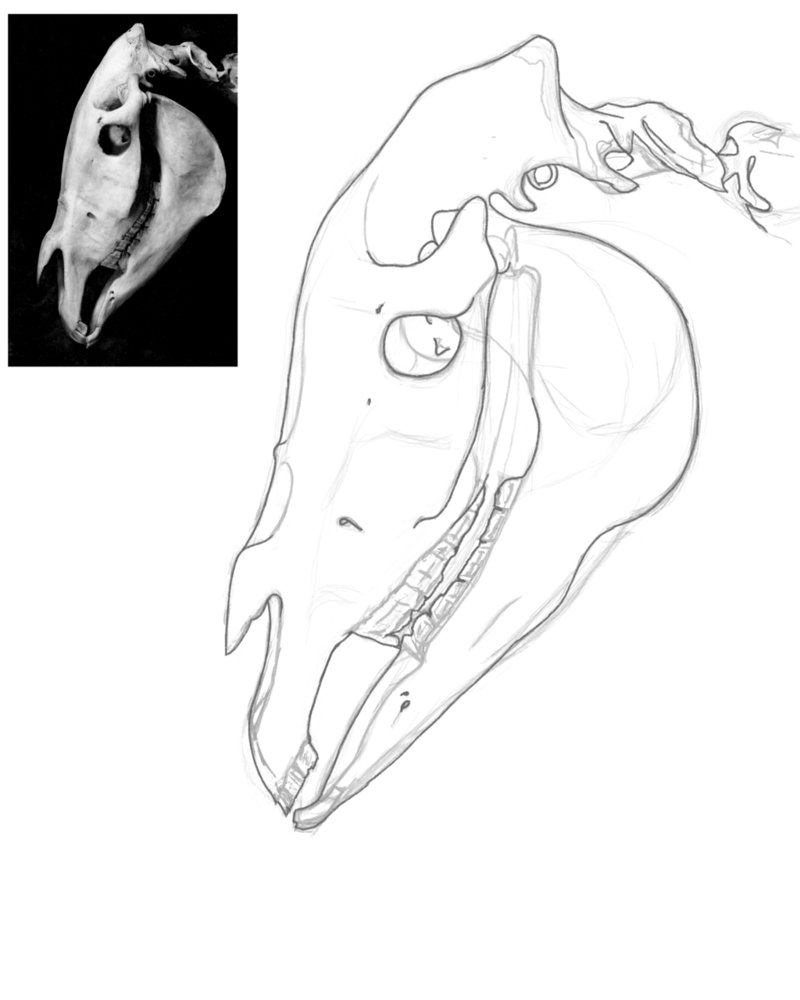 800x1000 Horse Skull By Duffyknight2005