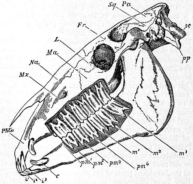 734x702 Fileeb1911 Horse