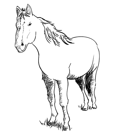 400x480 How To Draw A Horse Sketchbook Challenge 38