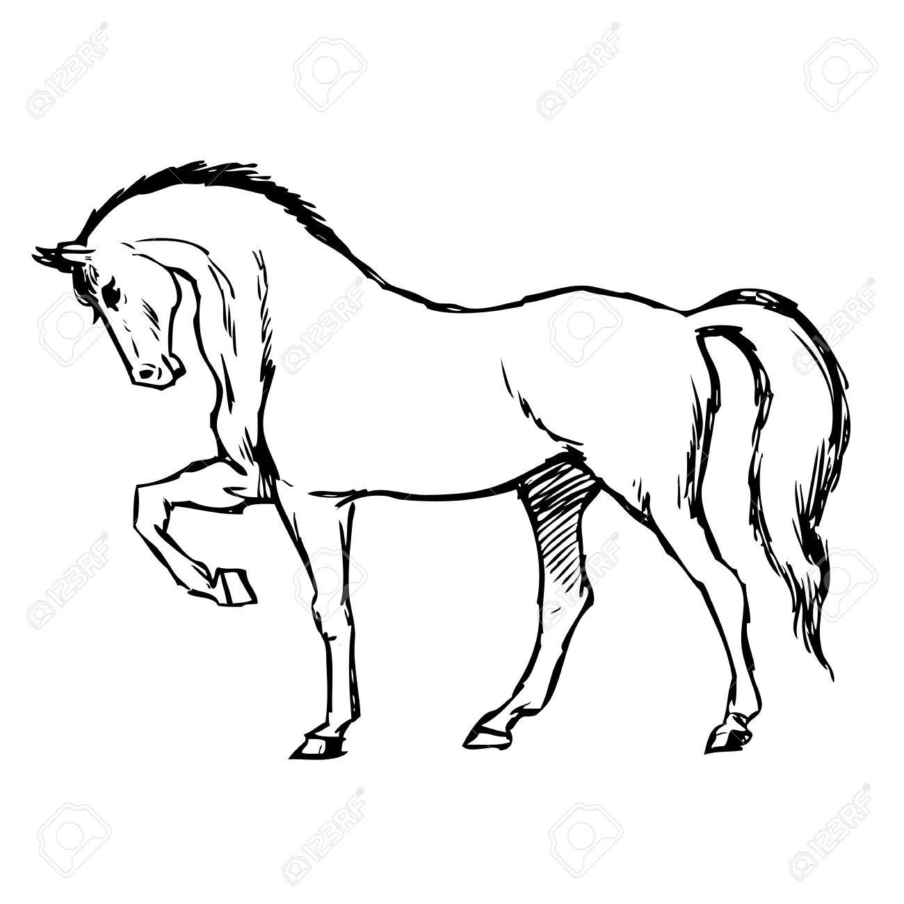 Horse Vector Drawing at GetDrawings | Free download