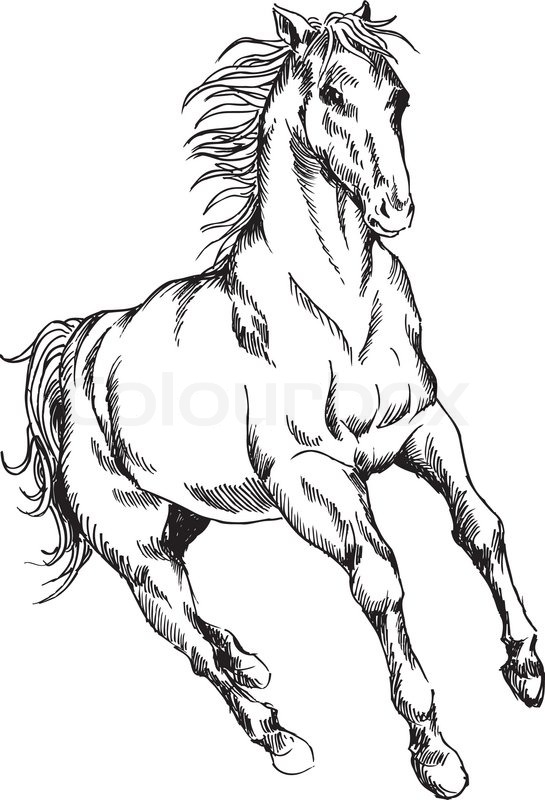 545x800 Hand Drawn Horse Stock Vector Colourbox