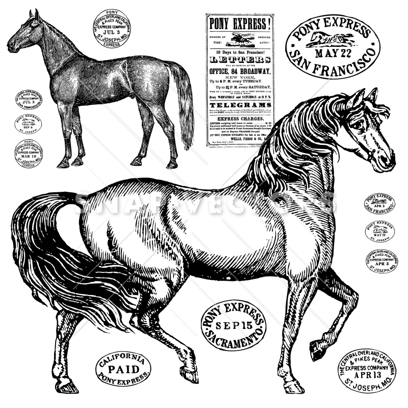 800x800 Vector Vintage Horse Graphics