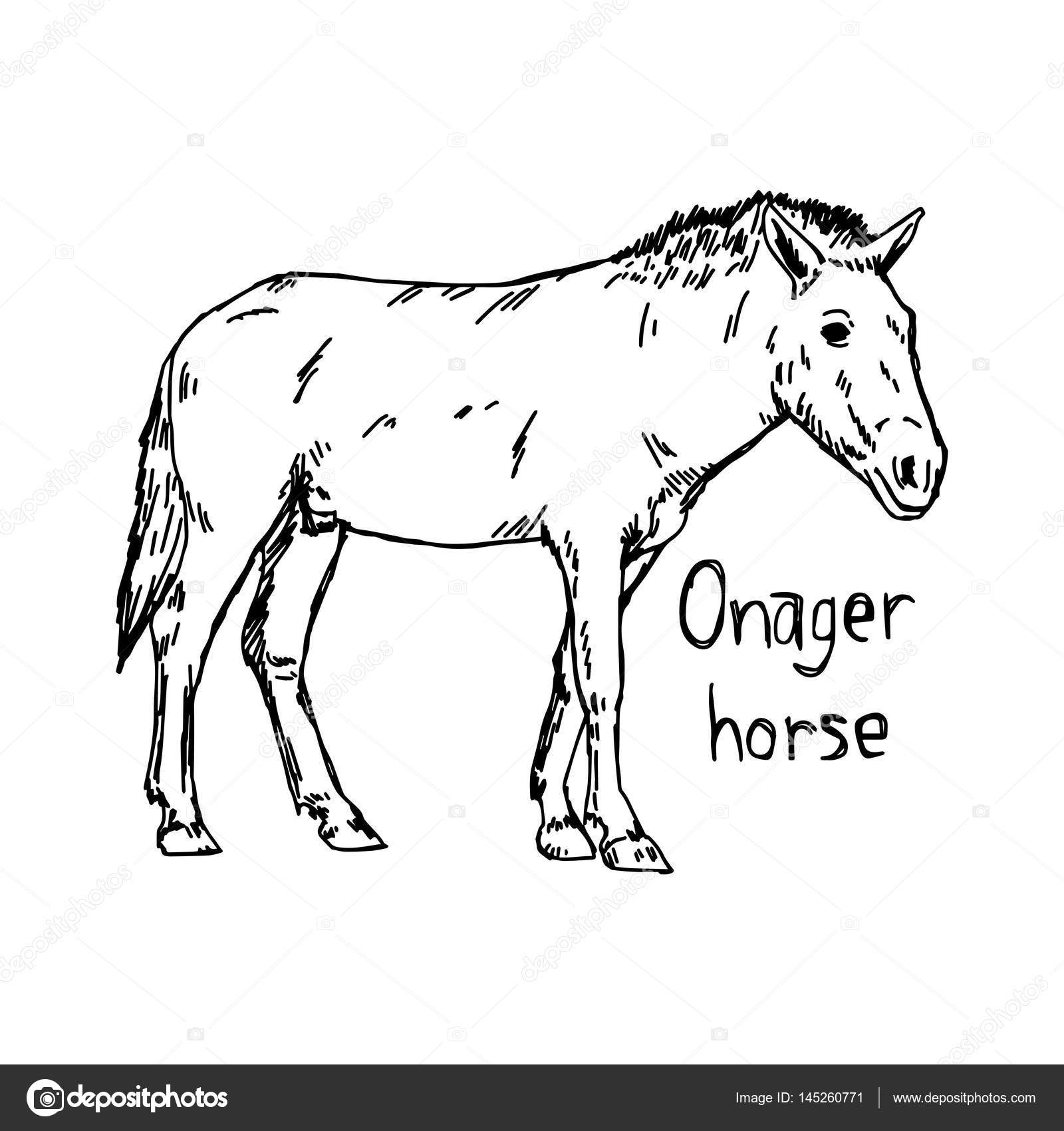 1600x1700 Onager Horse