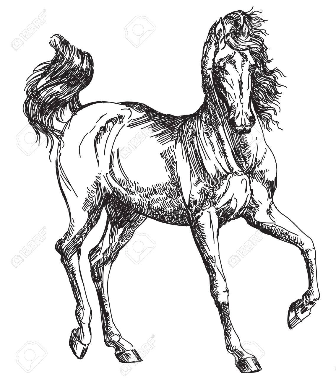 1137x1300 Arabian Horse Hand Drawing Illustration In Vector Royalty Free