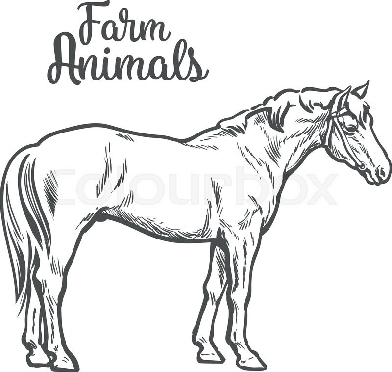 800x758 Brown Horse, Vector Illustration Sketch Of Hand Drawn