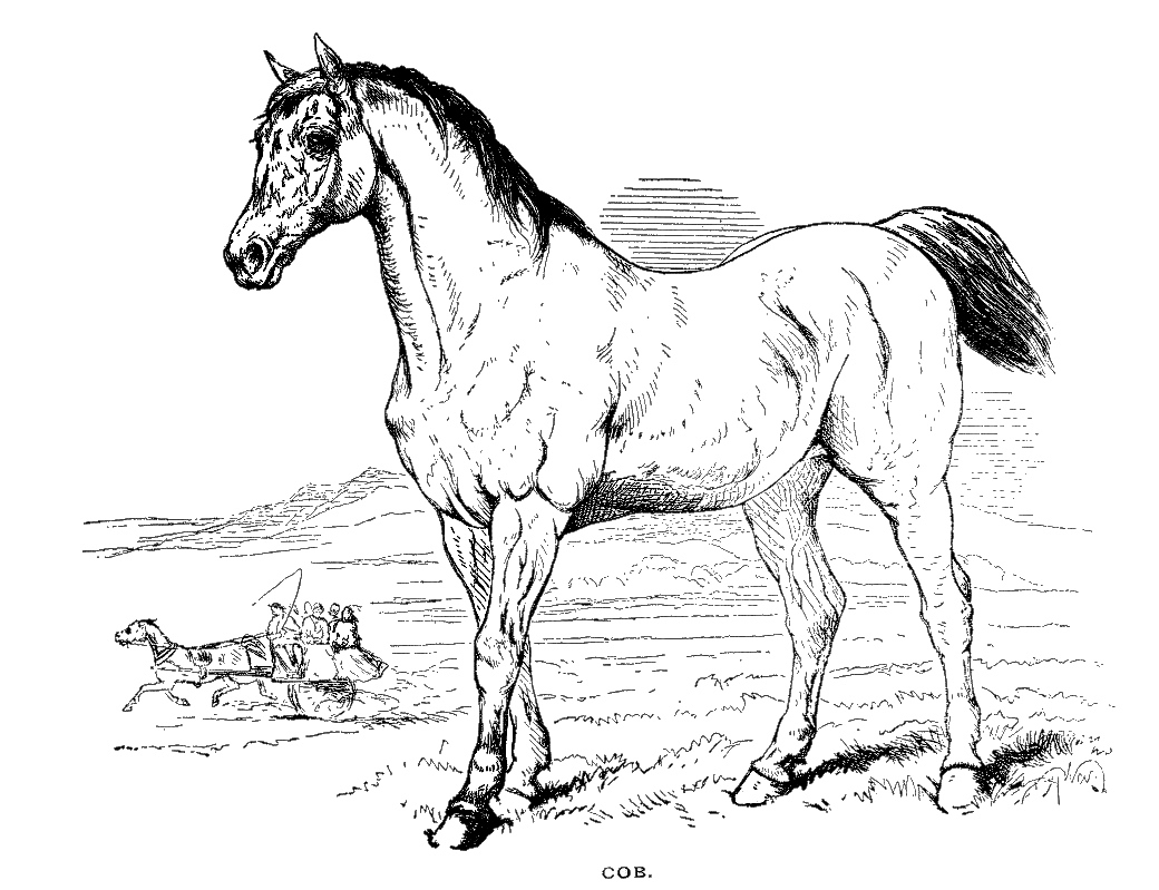 1040x799 Drawing Pictures Of Horses Horse Drawing Easy Free Download Clip
