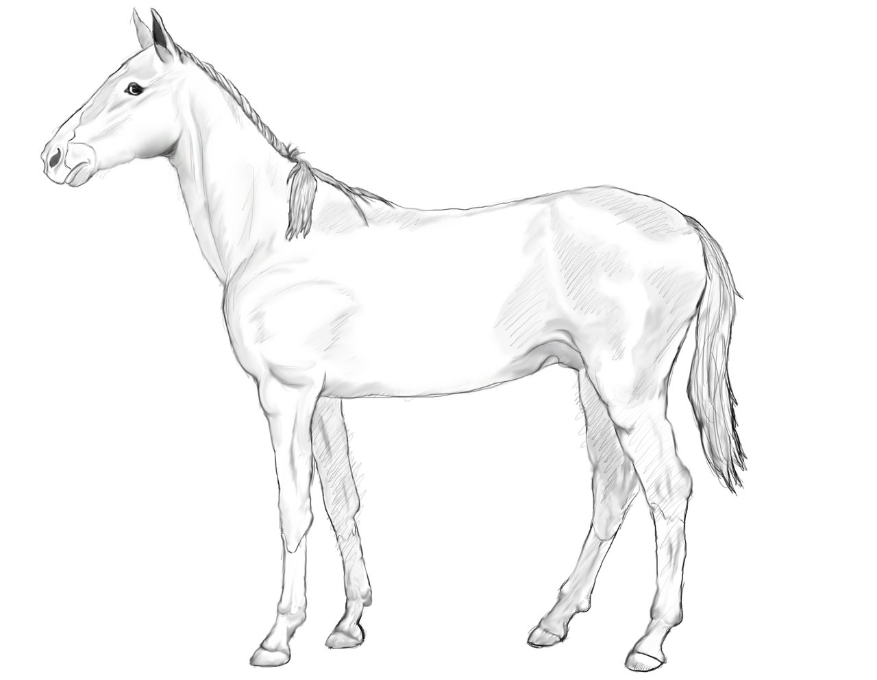 1280x992 Horse Drawing Animal Anatomy 1