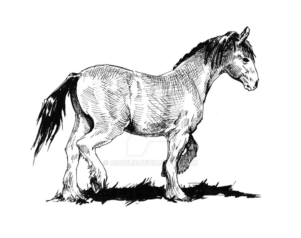 1004x795 Just A Horse Drawing By Adoulie