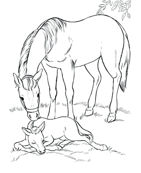 550x672 Coloring Pages Of Horses As Horse Face Horse Horse Wild Horses
