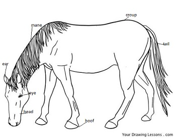 350x277 Parts Of A Horse Lesson For Kids