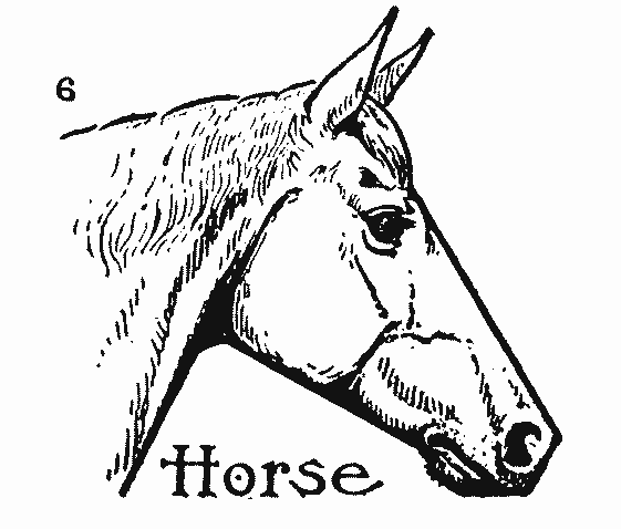 561x478 How To Draw A Horse Step By Step